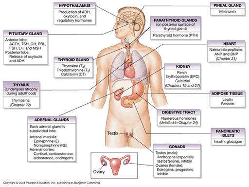 Growth Factor Hormone