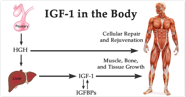 IGF-1 - the Body's Main Growth Factor of Youth and Anti-Aging