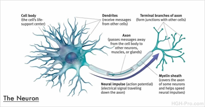 Brain cells - the Neuron