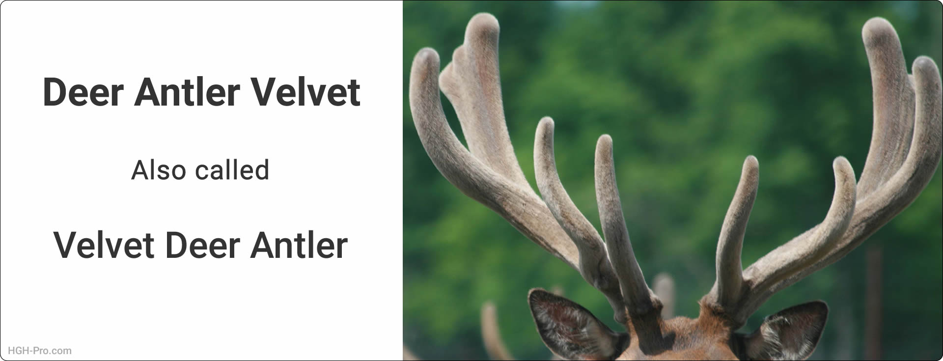 Deer Antler Velvet