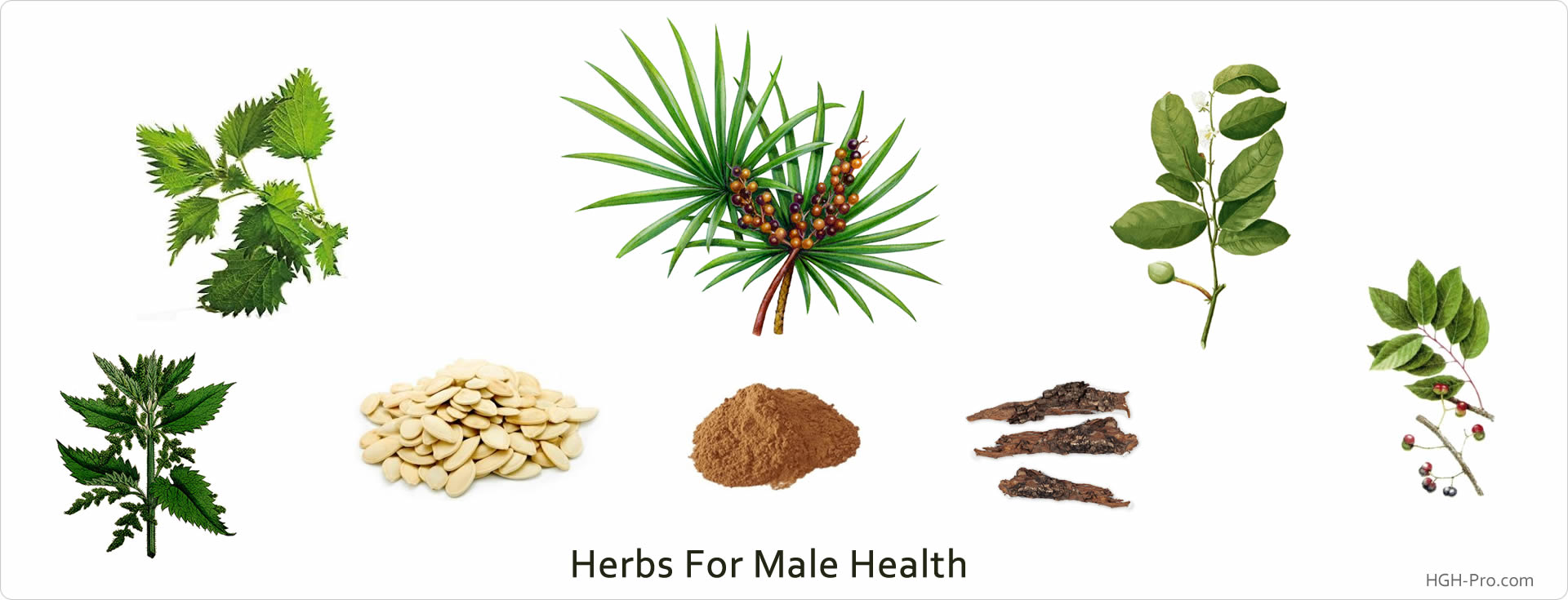 Herbs for prostate health