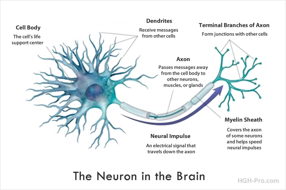 HGH and brain cells