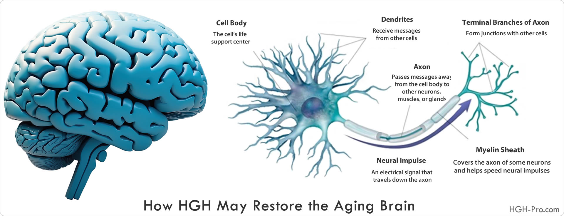 HGH and the Aging Brain