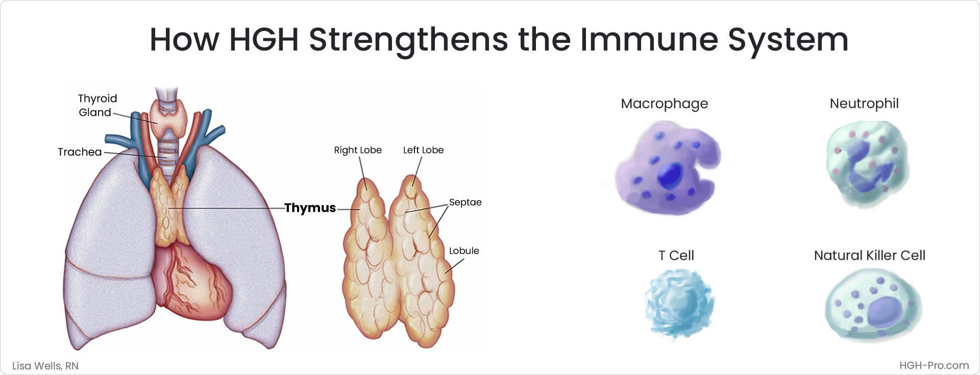 HGH builds immune system
