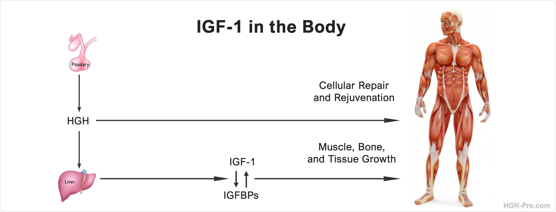 IGF-1