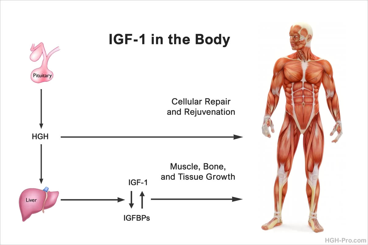 IGF-1 in the body