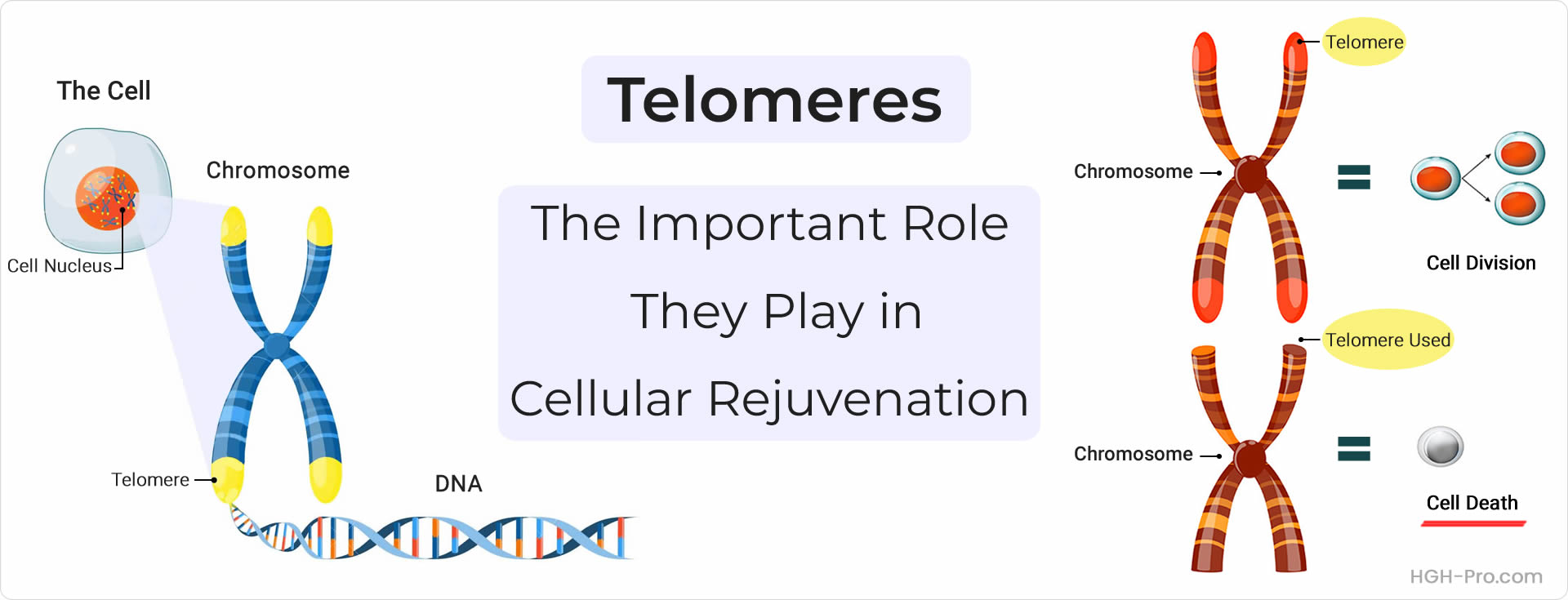 Telomeres and How They Function